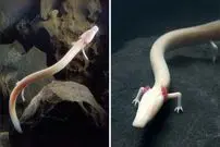 ببینید| سمندر اولم؛ اژدهای افسانه ای غارها که یک قرن زندگی می کند!