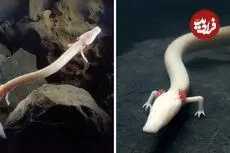 ببینید| سمندر اولم؛ اژدهای افسانه ای غارها که یک قرن زندگی می کند!