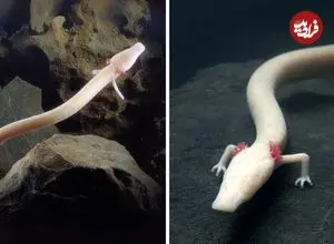 ببینید| سمندر اولم؛ اژدهای افسانه ای غارها که یک قرن زندگی می کند!