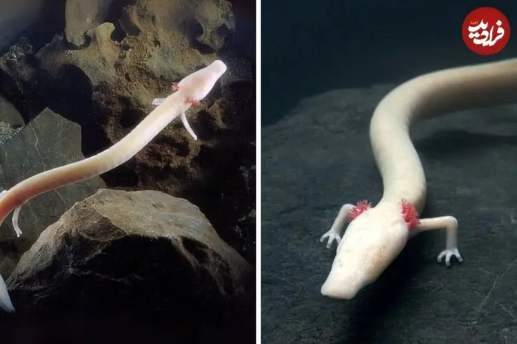 ببینید| سمندر اولم؛ اژدهای افسانه ای غارها که یک قرن زندگی می کند!