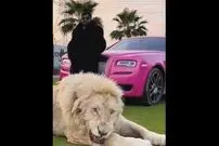 ( ویدیو) جوان عماراتی که از حیوانات درنده نمی ترسد 