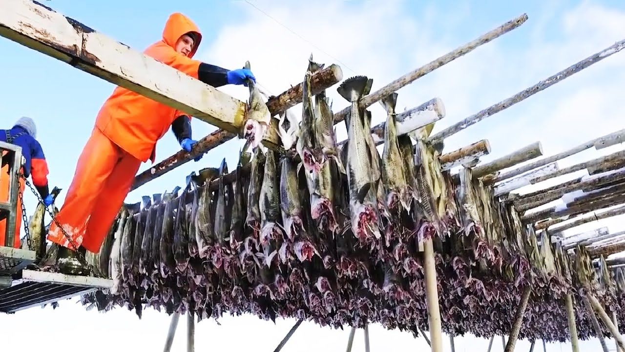(ویدئو) فرآیند صید صدها تن روغن ماهی؛ فرآوری جالب روغن ماهی در کارخانه