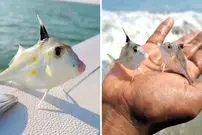 ببینید| ماهی سه پایه ای؛ یک ماهی که پا دارد و در کف اقیانوس قدم می زند!