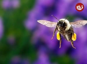 کشف تصادفی یک توانایی حیرت‌انگیز در زنبورها؛ زندگی زیر آب!