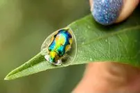 نه لاک پشت است و نه یک تکه جواهر!