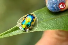 نه لاک پشت است و نه یک تکه جواهر!