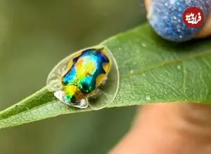 نه لاک پشت است و نه یک تکه جواهر!