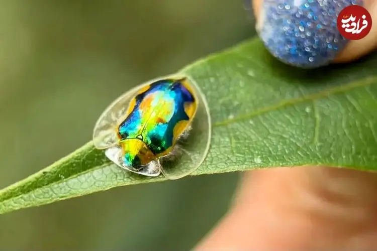 نه لاک پشت است و نه یک تکه جواهر!