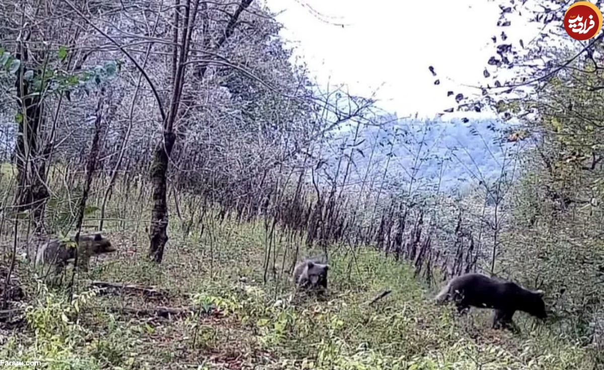 (ویدئو) مشاهده یک خرس قهوه‌ای ماده به همراه دو توله در گیلان 