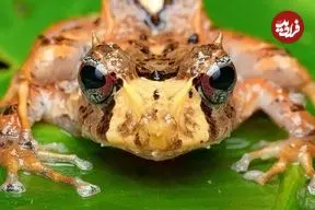 تصاویری بی نظیر از شاخ‌دار معروفِ جنگل‌های ابری اکوادور