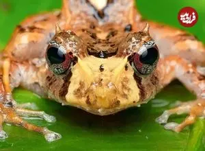 تصاویری بی نظیر از شاخ‌دار معروفِ جنگل‌های ابری اکوادور