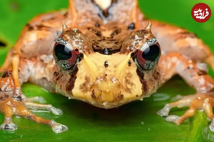 تصاویری بی نظیر از شاخ‌دار معروفِ جنگل‌های ابری اکوادور