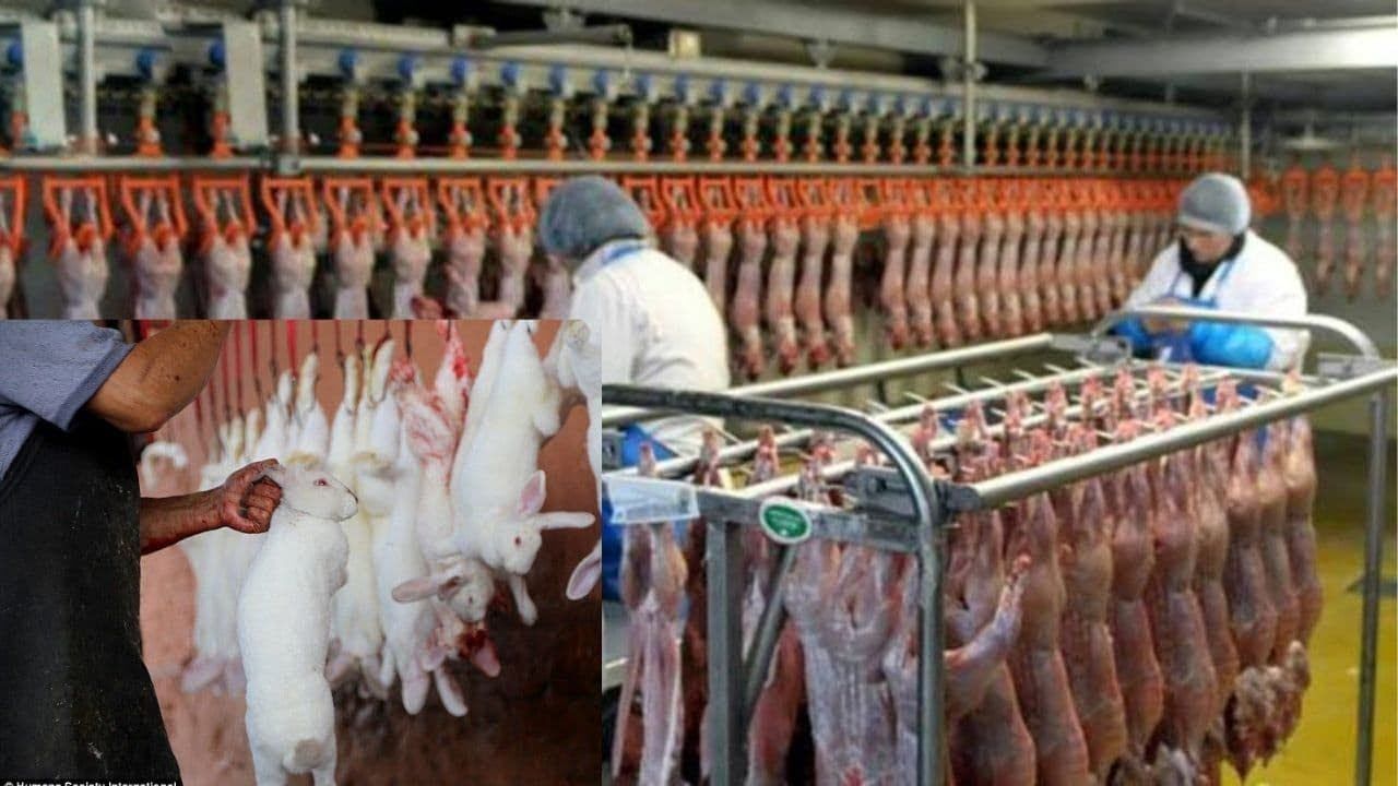 (ویدئو) مراحل برش زدن و بسته بندی گوشت «خرگوش» در یک کارخانه اروپایی