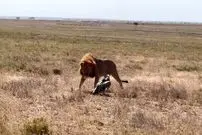 ببینید| شجاعت و مقاومت دیدنی کرکس در مقابل حمله شیر 