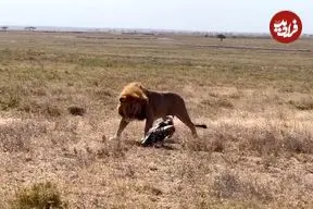 ببینید| شجاعت و مقاومت دیدنی کرکس در مقابل حمله شیر 