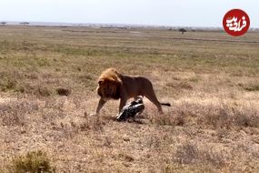 ببینید| شجاعت و مقاومت دیدنی کرکس در مقابل حمله شیر 
