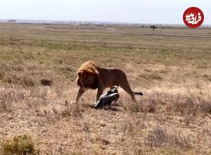 ببینید| شجاعت و مقاومت دیدنی کرکس در مقابل حمله شیر 
