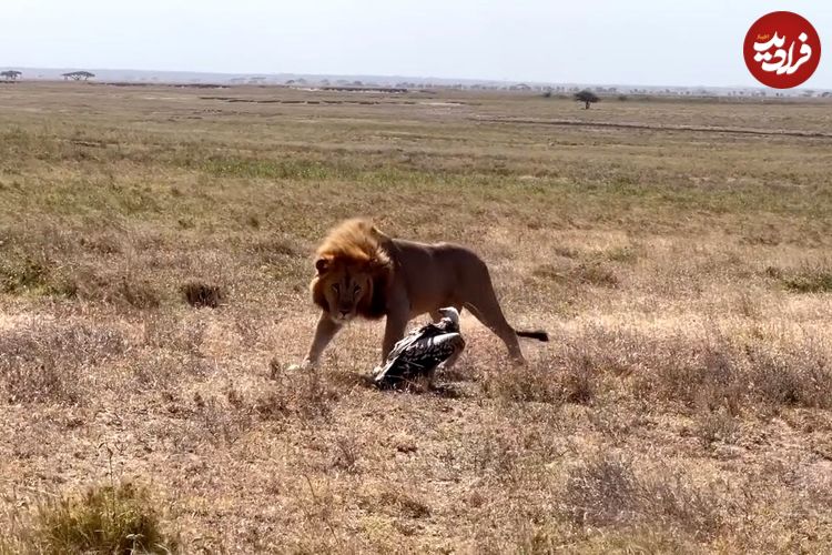 ببینید| شجاعت و مقاومت دیدنی کرکس در مقابل حمله شیر 