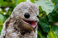 تصاویر؛ ترسناک‌ترین پرندگان جهان که انگار از یک کابوس بیرون آمده‌اند