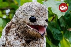 تصاویر؛ ترسناک‌ترین پرندگان جهان که انگار از یک کابوس بیرون آمده‌اند