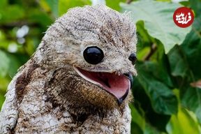 تصاویر؛ ترسناک‌ترین پرندگان جهان که انگار از یک کابوس بیرون آمده‌اند