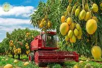 ببینید| چگونه کشاورزان تایلندی صدها تن انبه را برداشت می کنند؟