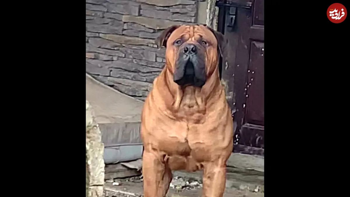 (ویدئو) بزرگترین و عضلانی ترین سگ کانه کورسو جهان در آفریقا شناسایی شد