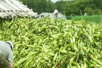(ویدئو) مراحل دیدنی برداشت و فرآوری ذرت و تولید انبوه سوپ ذرت در ژاپن