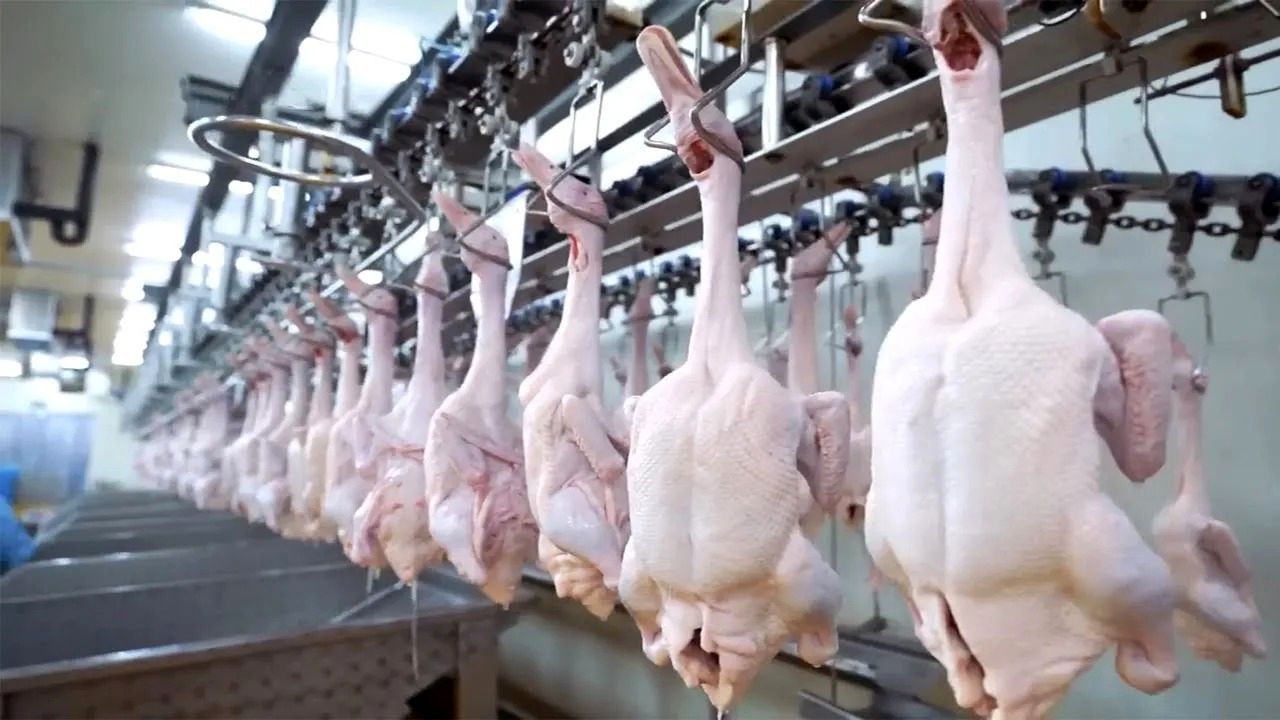 (ویدئو) از مزرعه اردک تا کارخانه؛ فرایند پرورش، برش و بسته بندی گوشت اردک