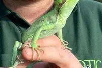 عکس؛ ایگوانای مادر بدون وجود نر، صاحب ۸ قلو شد!