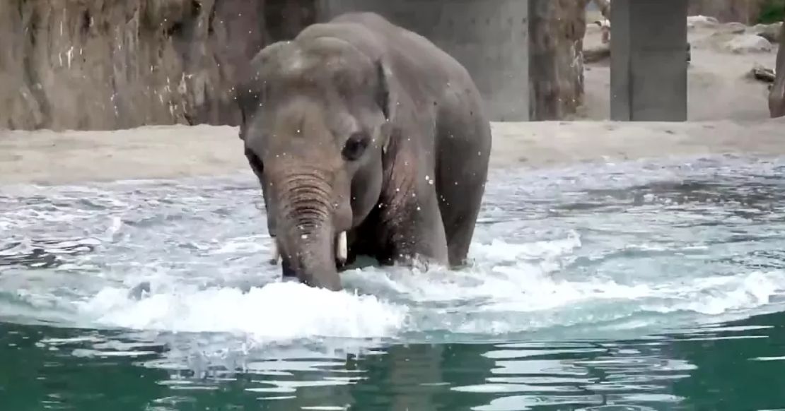 (ویدیو) آب تنی یک بچه فیل بامزه!