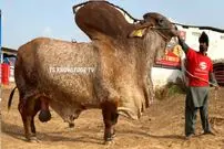 (ویدئو) این گاوداری در پاکستان بزرگترین گاوهای جهان را پرورش می دهد!