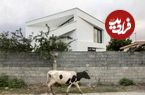 تصاویر؛ دوزیست، منفک با متریال ارزان؛ ویلای آخر هفته چشم معماران را گرفت