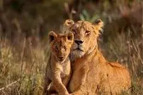 ( ویدیو) لحظات زیبای نگهداری شیر مادر از توله هایش 
