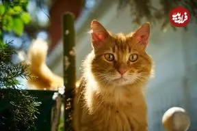 علم دربارۀ «گربه‌های نارنجی» چه می‌گوید؟