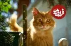 علم دربارۀ «گربه‌های نارنجی» چه می‌گوید؟