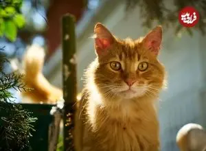 علم دربارۀ «گربه‌های نارنجی» چه می‌گوید؟
