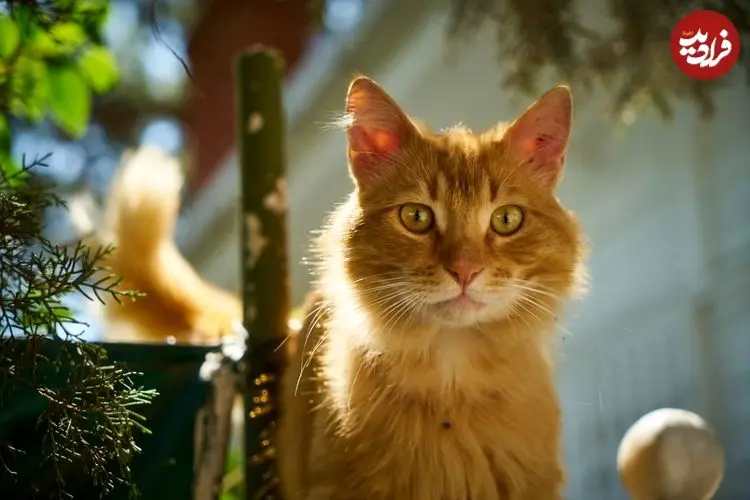 علم دربارۀ «گربه‌های نارنجی» چه می‌گوید؟