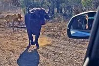 ببینید| حمله بوفالوی عصبانی به خودروی گردشگران برای فرار از دست شیرها و کفتارها