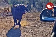 ببینید| حمله بوفالوی عصبانی به خودروی گردشگران برای فرار از دست شیرها و کفتارها
