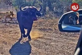 ببینید| حمله بوفالوی عصبانی به خودروی گردشگران برای فرار از دست شیرها و کفتارها