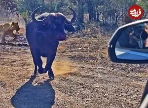 ببینید| حمله بوفالوی عصبانی به خودروی گردشگران برای فرار از دست شیرها و کفتارها