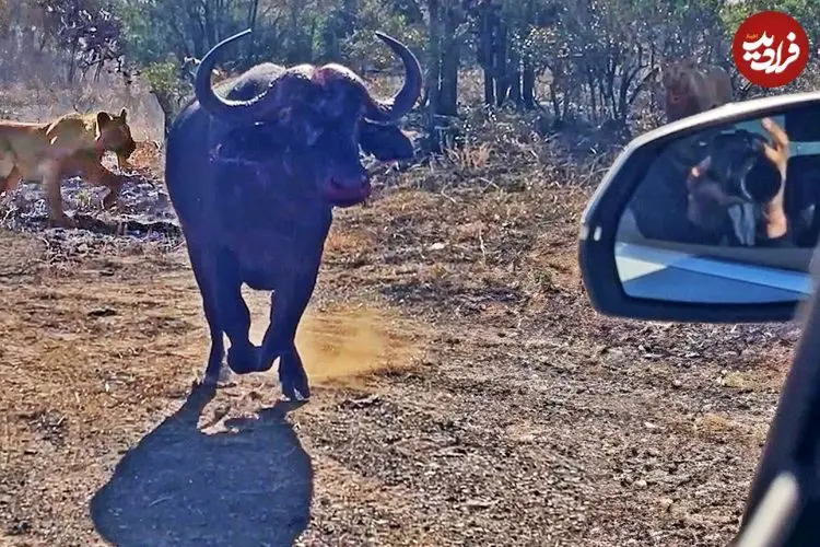 ببینید| حمله بوفالوی عصبانی به خودروی گردشگران برای فرار از دست شیرها و کفتارها