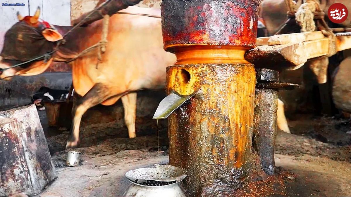 (ویدئو) ببینید هندی‌ها چگونه با آسیاب و گاو از دانه خردل، روغن استخراج می‌کنند