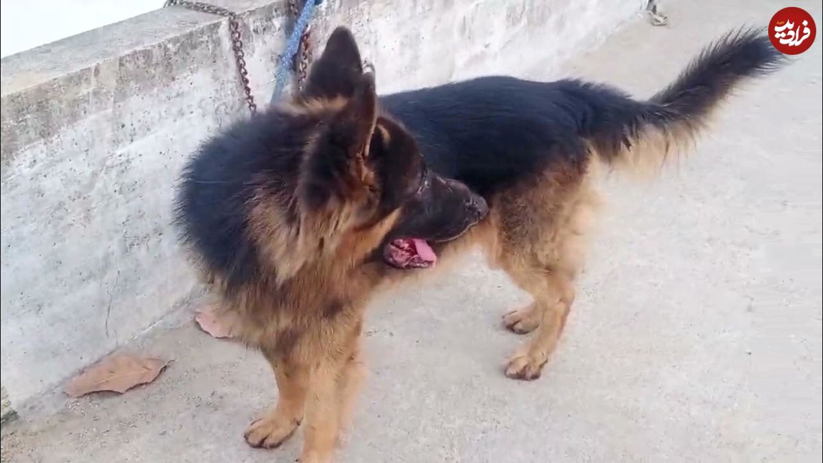 (ویدئو) دیدار احساسی سگ وفادار پس از یک ماه دوری با مالک اش