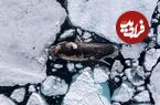 ماجرای یک عکس استثنایی که خرس قطبی را سوار بر نهنگ عنبر نشان می‌دهد