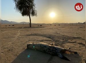 «کفتار خال‌دار» بعد ۵۰۰۰ سال برای اولین بار وارد مصر شد