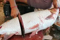 (ویدئو) مهارت شگفت انگیز ماهی فروش هندی در برش زدن ماهی آمور غول پیکر 