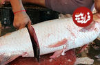 (ویدئو) مهارت شگفت انگیز ماهی فروش هندی در برش زدن ماهی آمور غول پیکر 
