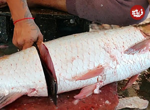 (ویدئو) مهارت شگفت انگیز ماهی فروش هندی در برش زدن ماهی آمور غول پیکر 